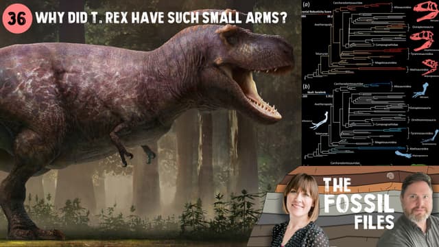 Why did T. rex have such small arms? Revealed