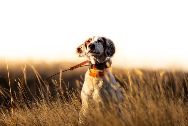 The Lost Episode! with Tim Brown!