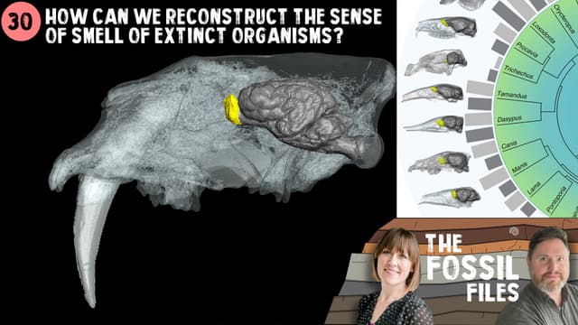 How can we reconstruct the sense of smell of extinct organisms?