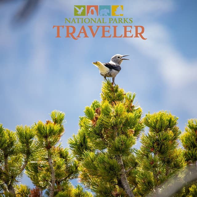 National Parks Traveler Podcast | Saving Whitebark Pines