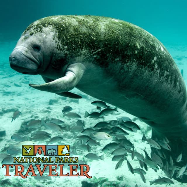 National Parks Traveler Podcast | Threatened and Endangered Species Intro