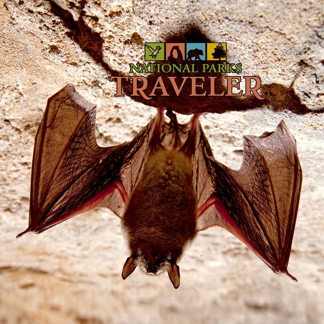 National Parks Traveler Podcast | Bats in the Parks