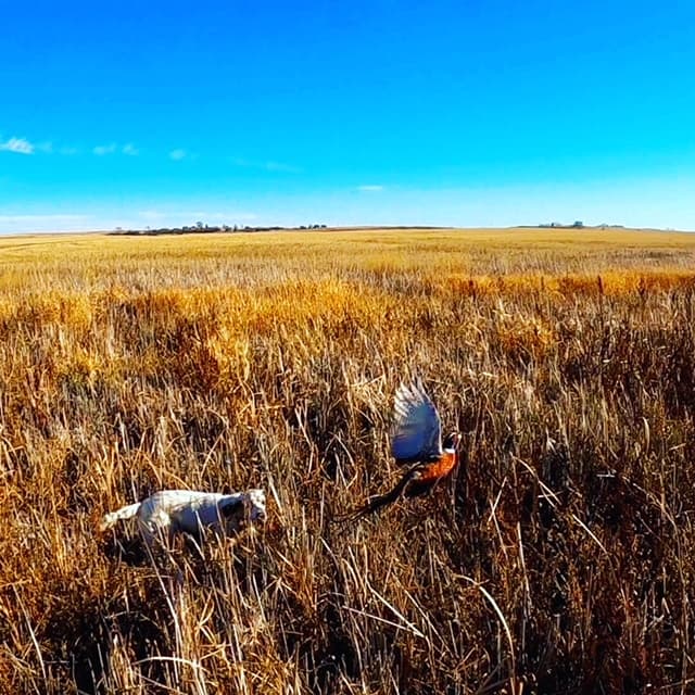 Pheasant Hunting Master Class with Tim Brown